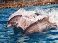 Dolphins